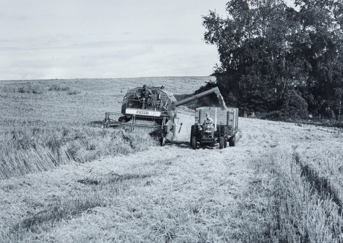 Tresking av korn på Hjermstad gård, Stange. g/br.nr 86/1.
Sittende på skurtreskeren, Oskar Hjermstad (f 1955), på traktoren sitter Oskar sin far, Odd Hjermstad (f 1925).
Fahr skurtresker, Massy Fergusson traktor.