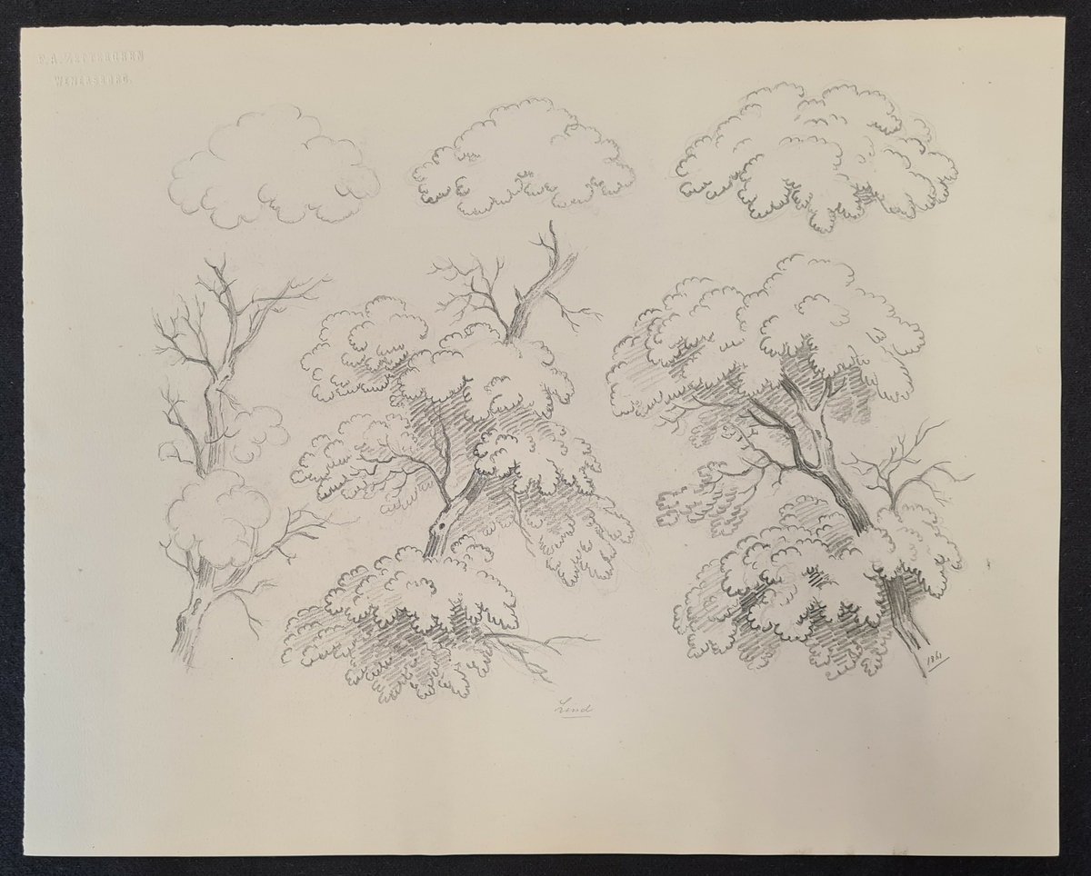 Teckning av F. A. Zettergren över ett träds grenverk, en lind. Teckningen är stämplad med F. A. Zettergren Wenersborg. Den är även daterad 1861.