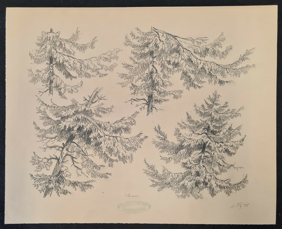 Teckning av F. A. Zettergren över ett träds grenverk, en gran. Teckningen är stämplad med F. A. Zettergren Wenersborg. Den är även daterad 15/9 1875.
