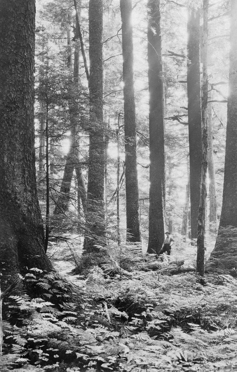 Blandingsskog av treslagene sitkagran (Picea sithensis) og vestamerikansk hemlokk (Tsuga heterophylla) ved vestkysten av Alaska i USA. Fotografiet er tatt inne i et bestand med store, i hovedsak rettvokste trestammer. En mann ved en av stammene gir skogen en målestokk. Den mest iøynefallende elementene i markvegtasjonen ser ut til å ha vært bregneliknende planter.

Dette fotografiet ble tatt av den norske forstmannen Anton Smitt (1883-1970) under en studietur han gjorde på Alaskas vestkyst sommeren 1916. Der møtte han forholdsvis urørte blandingsskoger med fire bartrearter, som etter nordmannens vurdering hadde følgende fordeling: «Tsuga heterophylla med ca. 50 %, Picea sitchensis med cva 25 %m Thuja plicata med ca. 15 % og chamæcyparis med ca. 5 %. Resten eller 5 % fordeles væsentlig paa endel løvtræarter og lidt Pinus contorta og Picea alba, den sidste kun i det nordvestligste hjørne.» 

Om sitkagrana i dette området skrev Smitt:

«Picea sitchensis findes utbredt over hele omraadet, men som det gjælder alle disse 4 træslag sjelden i rent bestand og da aldrig over 10-12 maals størrelse. I det sydlige av omraadet gaar den til ca, 800 m. ove havet og i det nordlige til ca. 500 m. over havet. Over denne grænse findes den kun i buskform. Den naar tildels svære dimensioner. op til 50 m.s høide og over 2 m.s brysthøide diameter. Den holder sig gjennemgaaende kvistren og med vakker stammeform undtagen hvor den klær den yderste kyst og de ytterste holmer. Da faar den rikere og grovere kvistsætting og daarlig rotsvær stammeform. Den er meget haardfør og nøisom, men for at naa sin bedste udvikling maa den ha noget lunere beliggenhet og god frisk til fugtig og muldrik jord. Helst foretrækker den tillike fladt terreng.»

Om hemlokk skrev den norske observatøren:

«Tsuga heterophylla er det almindeligste skogstræ i omraadet, men har ikke videre utbredelse end den foregaaende art [sitkagrana], hvem den følger ogsaa i vertikal utbredelse. Den blir et stort træ om den end sjelden opnaar foregaaendes brysthøidediameter. Dennes høide kan den dog naa. Formen ersom regel uklanderlig, medmindre den findes ved den yderste havstrand, hvor dens stamme ofte blir knudret og vridd i likhat med gammel ener. Den er meget haardfør og nøisom og overgaar i begge henseende den foregaaende.»

Om veksterligheten skrev Smitt følgende:

«I et yngre 52 aar gammel bestand bestaaende av nedenstaaende 3 træslag fandt jeg følgende gjennemsnitsdimensioner:

Sitkaspruce 25 cm. i br. h. [brythøyde] 22 m. høide.
Western Hemlock 18 cm. i br. h. 20 m. høide.
Westerrn red Cedar 16 cm. 18 m. høide.»

Smitt var mest interessert i de to førstnevnte artene, for hans mål var å finne ut mer om vekstvilkåra til disse treslagene og vurdere provenienser som kanskje kunne brukes i det norske kystskogbruket.