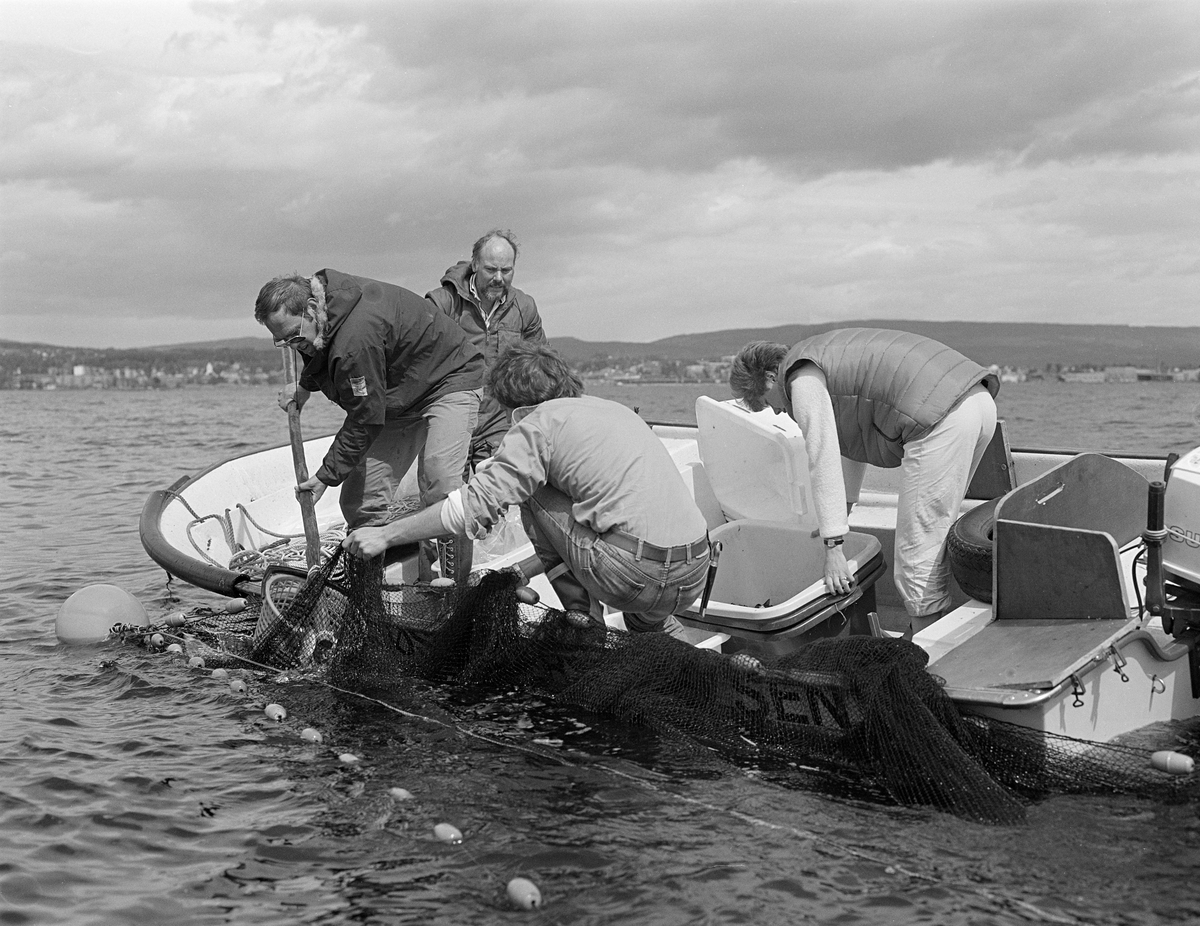 Kilenotfiske i Mjøsa utenfor Åkersvika i Hamar kommune våren 1982. Personene i båten er amanuensis Christian Andersen, fiskeritekniker Ole Nashoug, husstellkonsulent Anne Hyrve samt en person som ikke er identifisiert. Dette prosjektet inngikk i en slags kvitfiskaksjon. Fagfolkene var opptatt av at Mjøsa hadde drøyt 20 fiskearter, men at det bare var ørreten og lågåsilda det ble drevet aktivt fiske på. De mente at det også ville være gode grunner til å utnytte arter som sik, abbor, gjedde, harr, lake og brasme. De mente at tidligere generasjoner mjøsfiskere hadde hatt større kunnskaper om hvor disse kvitfisken sto i innsjøen til enhver tid, og hvordan disse artene kunne fanges. Her ble det gjort forsøk ved bruk av kilenot. Dette er et passivt fiskeredskap, en slags rusevariant. Redskapskomplekset besto av et garn som var satt noenlunde rett ut fra land, og som skulle lede fisken ut mot nota, som hadde to traktformete åpninger, såkalte «kalver». Fisken kunne hentes opp fra det innerste rommet, bak den andre kalven, noe vi ser på dette fotografiet.  Prøvefisket med kilenot i Mjøsa tidlig på sommeren i 1982 gav gode fangster, cirka 500 kilo per natt og per kilenot. Redskapen kostet imidlertid cirka 20 000 kroner, og kiloprisen på fisken som ble fanget var beskjeden, så fiskeribiologene ved Mjøsa hadde svært nøkterne forventninger til å denne redskapstypen ville føre til økt fiske. Det viste seg også vanskelig å få omsatt kvitfisken, men en velrenommert fiskehandel på Hamar brukte gjedde og brasme i fiskekaker. På den tida dette fotografiet ble tatt var det et betydelig fokus på forurensinga av Mjsa, og særlig på kvikksølvinnholdet i fisken. Fiskebiologene og husstellkonsulent Anne Hyrve avdramatiserte dette problemet noe, og hevdet at man ikke ville pådra seg noe helseproblem ved å spise mjøsfisk et par ganger i uka.