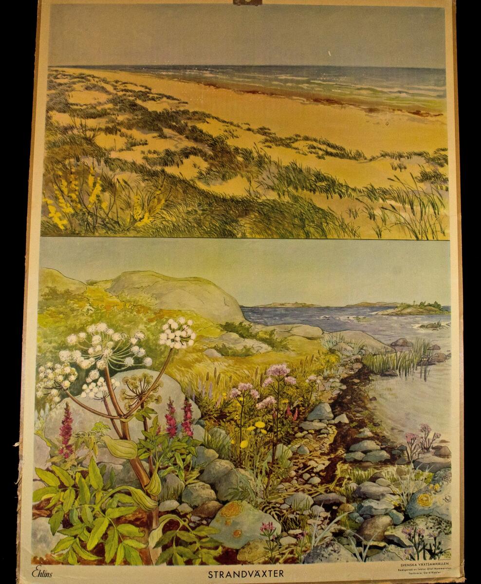 Strandväxter; Målningen av Gerd Rissler 1948