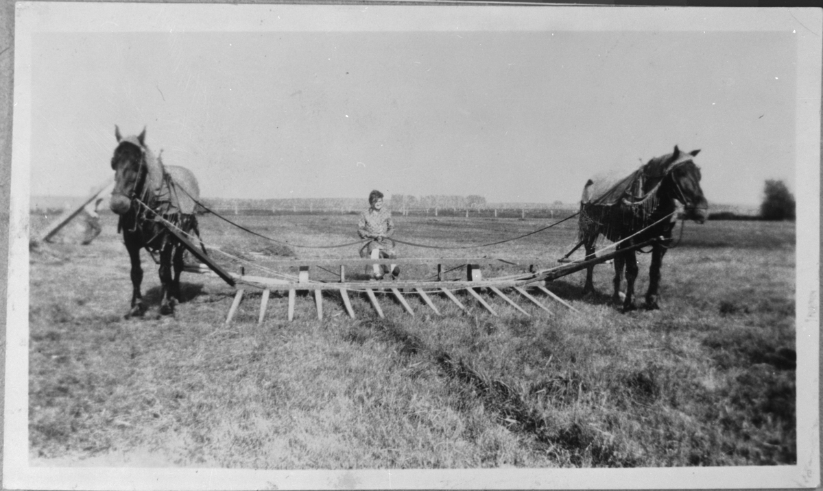 Sanking av høy med hest i USA, ca. 1910.