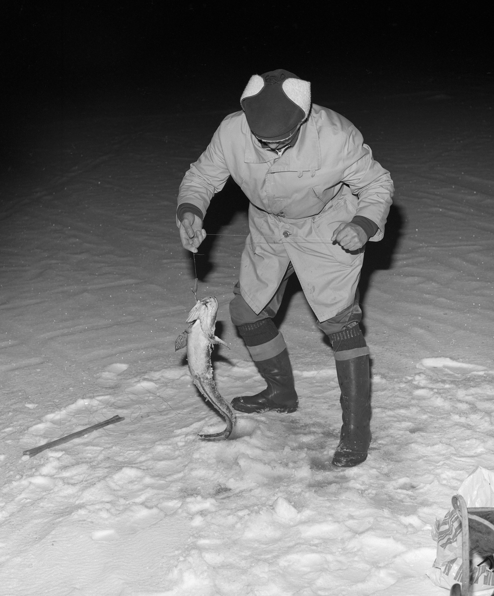 Ole Birkely fra Brumunddal fisker lake under isen i Furnesfjorden i Mjøsa. Han brukte en pilk han hadde støpt hjemme. Under pilken brukte han en fortom av metall med krok og agn. Som agn brukte han krøkle eller lagesild (lågåsild).