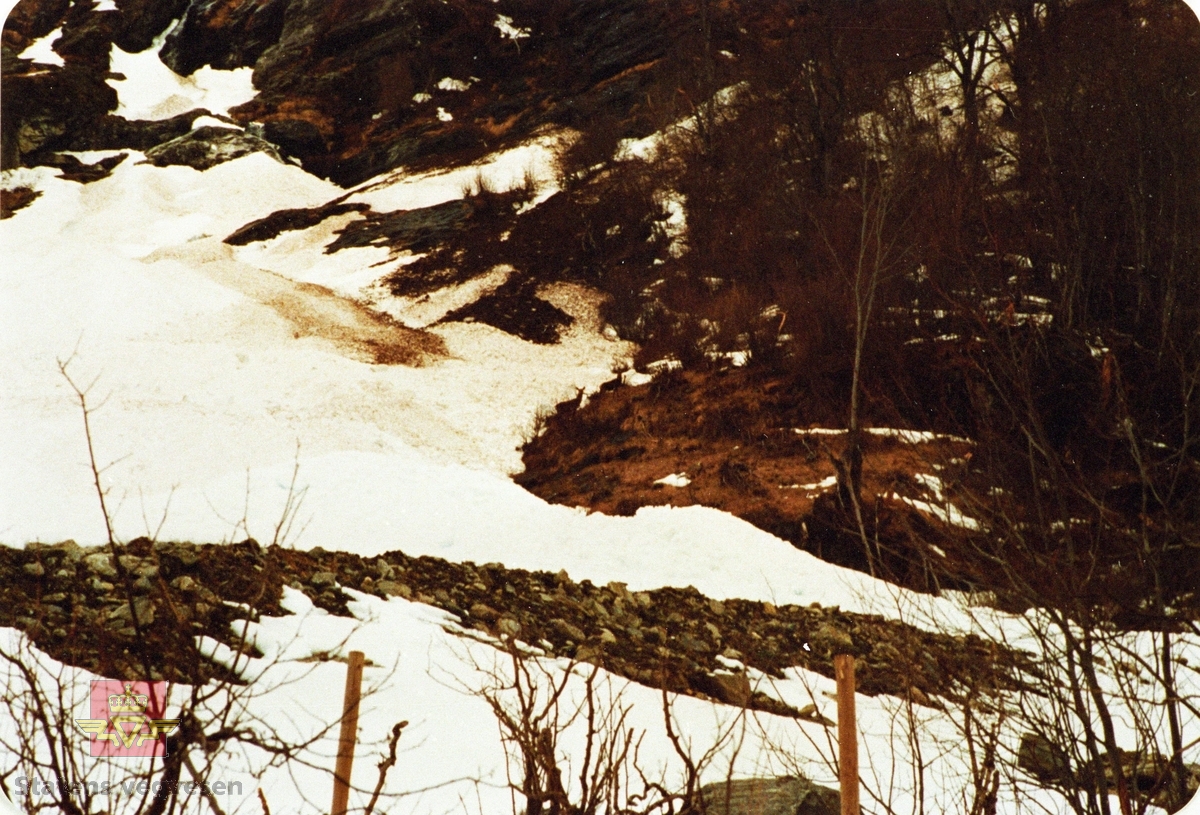 Synfaring snøskredfarleg område på fylkesveg 724 Oldedalsvegen år 1987.

Snøskredet ned mot ledevoll  og vegen ved Aksnesfonna. Omlag midt i bilete står to hjortar.