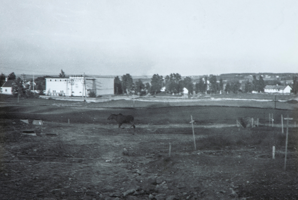 Bilde tatt i fra Børstad alleen mot transformator anlegget til Hamar, Vang og Furnes kommunale kraftselskap (HVF). Bildet er tatt før krigen. En elg går i forgrunn.