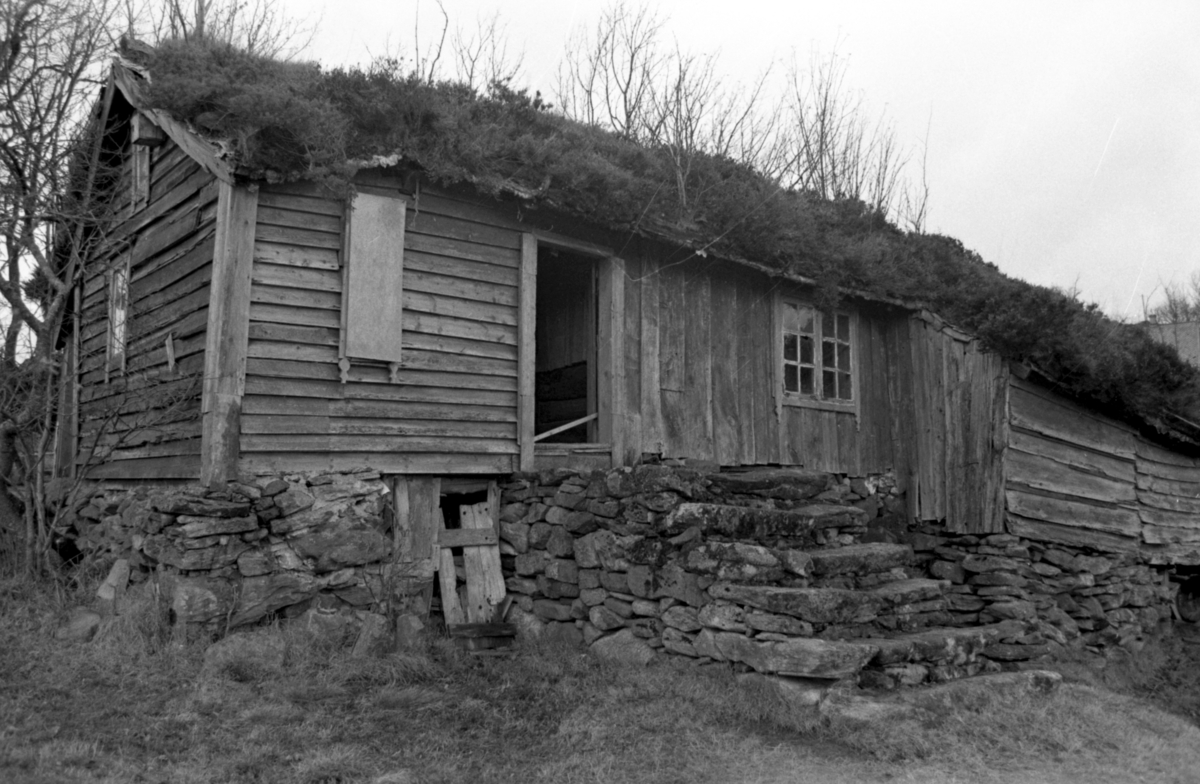 Dokumentasjonsbilder i serie av Svarthaugstova fra Herøy før nedtaking og riving.. Et sammenbygd hus som bestod av fjøs, løe og stove.