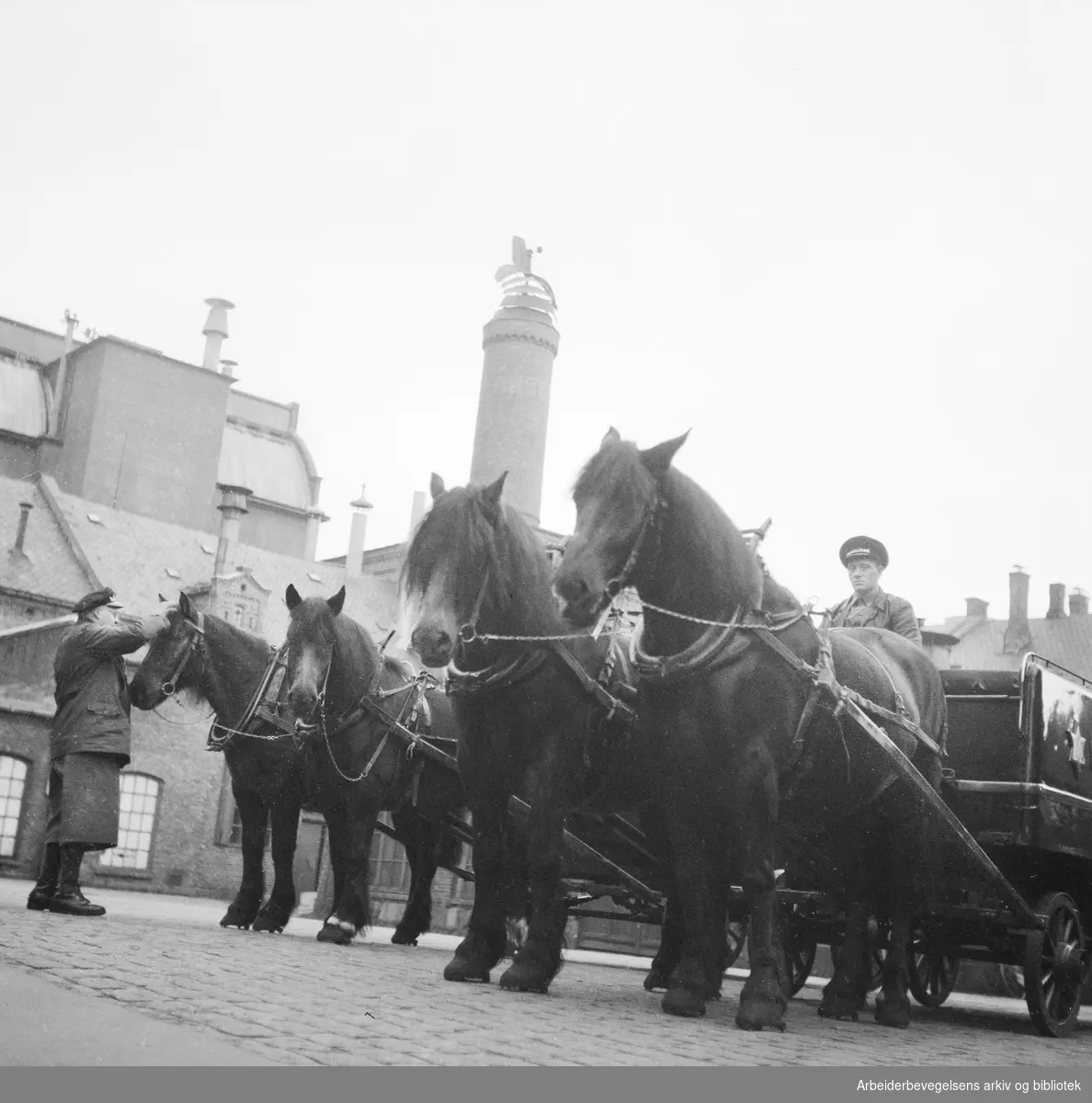 Bryggerihestene på Frydenlund skal ut for siste gang gjennom byens gater. Hestene gjøres klar før æresrunden. 29. Oktober 1952