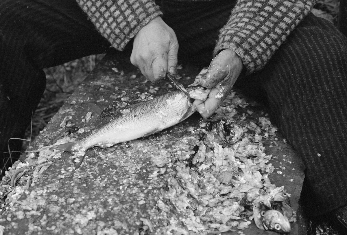 Paul Stensæter (1900-1982), som var yrkesfisker på Steinsfjorden, ei sidegrein til Tyrifjorden på Ringerike i Buskerud, fotografert mens han reset en sik (Coregonus lavaretus) han hadde tatt i garn under høstfisket. Fisken lå tilsynelatende på en planke på en avlang stein, som Stensæter satt på, med tollekniven klar til å sprette opp buken på fisken. Rensinga var et arbeid det hastet litt med, for fangsten skulle omsettes mens den var fersk,

Åsmund Eknæs fra Norsk Skogbruksmuseum intervjuet Paul Stensæter i 1973 og 1974. Det fiskeren fortalte om salget av fisk fra Steinsfjorden sammenfattet Eknæs slik:

«For Paul var det atskillig arbeid som gjensto etter at fisken var oppe av vannet. For han og for de andre som hadde fisket delvis som levevei var det viktig å få omsatt varen så fort som mulig for å hindre kvalitetsforringelse og dermed tap av kunder.

Vi kan nå se hvordan dagsrytmen var om sommeren når han fisket abbor med reiv. Ca. 1930 ble det bussforbindelse til Hønefoss og dette fikk virkning på opplegget av fisket. Før den tida artet døgnet seg slik: Ved 2-3-tida om morgenen ble reiven trukket. Det var da ikke tid til annen behandling av fisken enn å knippe den opp før han måtte dra til Hønefoss. Dette var det nærmeste markedet av noen størrelse og han var nødt til å dra den lange veien hver dag hvis han ville bli kvitt fangsten.

Først var det roturen over fjorden til Stein gård. Den tok ca. 1/2 time. Derfra til Hønefoss var det 1 1/2 times gange. Fisken ble båret på skuldra i en flettet kurv som rommet 20-25 kilo. Var det mye fisk, kunne han ha en kurv til på armen. Far til Paul [Sigvart Stensæter (1878-1963)] bar en gang 52 kilo på denne måten fra Stein til Hønefoss. Men ofte var det bønder på veien med melk eller andre varer, og da fikk han sette fiskekurven på vogna inn til byen.

Det var mulig å bli kvitt noe fisk på veien til Hønefoss, men det meste ble solgt i byen, enten på torvet eller i husene. De fleste yrkesfiskerne hadde noen faste kunder som ihvertfall tok en del av fangsten.

Byturen, som Paul altså måtte gjøre hver dag i høysesongen tok vanligvis 6 timer. Tilbake fra byen var det å ordne redskapen, skaffe agnfisk og få reiven i vannet igjen.

Etter 1930, da bussruta til Hønefoss kom, ble det store forandringer i dagsrytmen for bl. a. abborfisket. Nå sendte han fisken med buss kl. 07.30. Det ble også vanlig at fiskeren renset og flosset fisken før den ble sendt for å kunne tilby kundene en mer delikat vare. Etter at den ferdigrensede fisken var sendt til Hønefoss dro han hjem, skaffet seg agnfisk og satte ut reiven. Når det var gjort hadde han middag og en liten hvil før han dro ut og trakk. ....»

Eknæs skriver ellers at Stensæter «renset og flosset» fisken så snart han kom i land. Han greide å ekspedere et par abborer i minuttet. Rensinga av sik har Eknæs ikke kommentert spesielt.