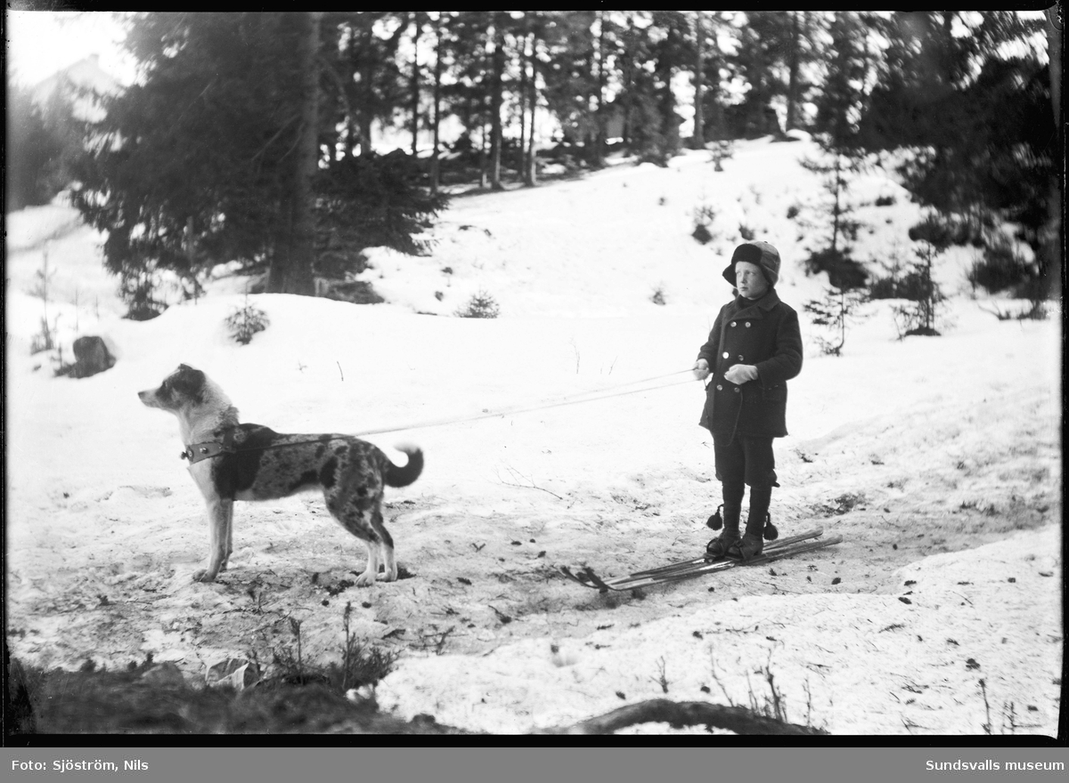 En pojke på skidor har draghjälp av en hund med tolklinor, möjligen är det disponentfamiljen Barths hund, Svartvik.