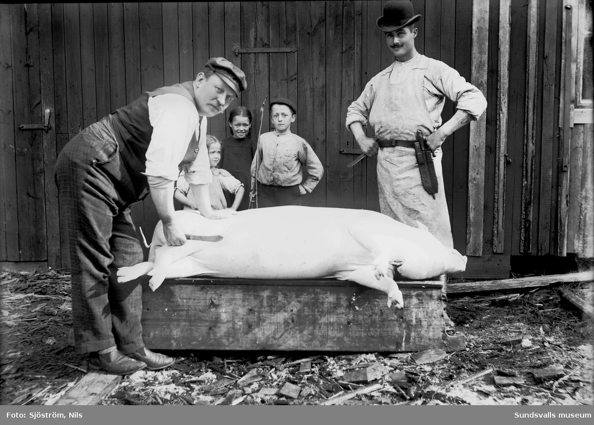 Svinslakt i Svartvik, den avblodade och skållade grisen ligger på ett upp-och-nedvänt skållningskar. Två män med knivar i händerna står intill med tre barn som åskådare.