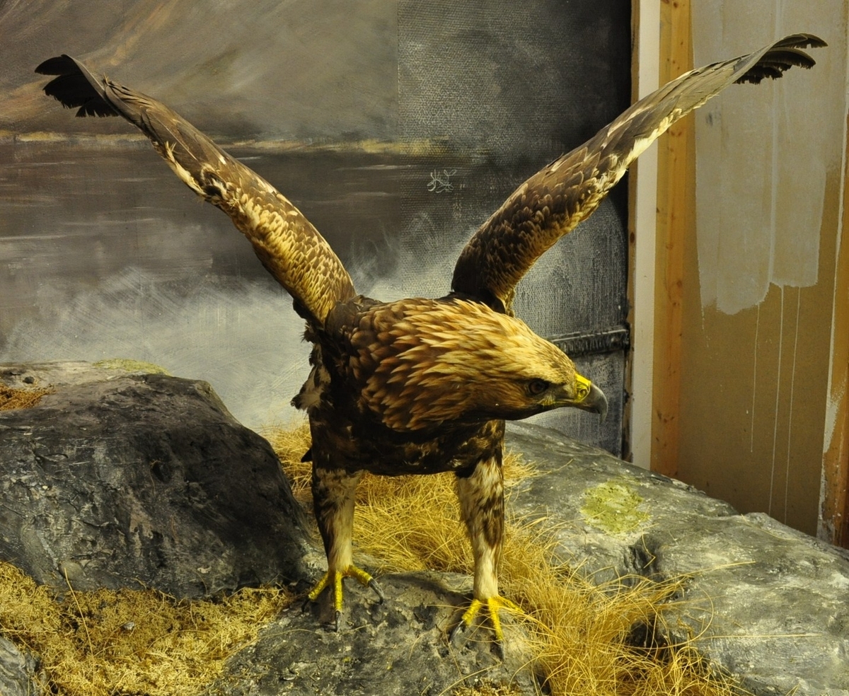 Kongeørn (hann). Montert sitjande med oppslåtte vingar og hovudet svakt vendt mot venstre.
2016 montert på veggfeste i kunstmateriale.