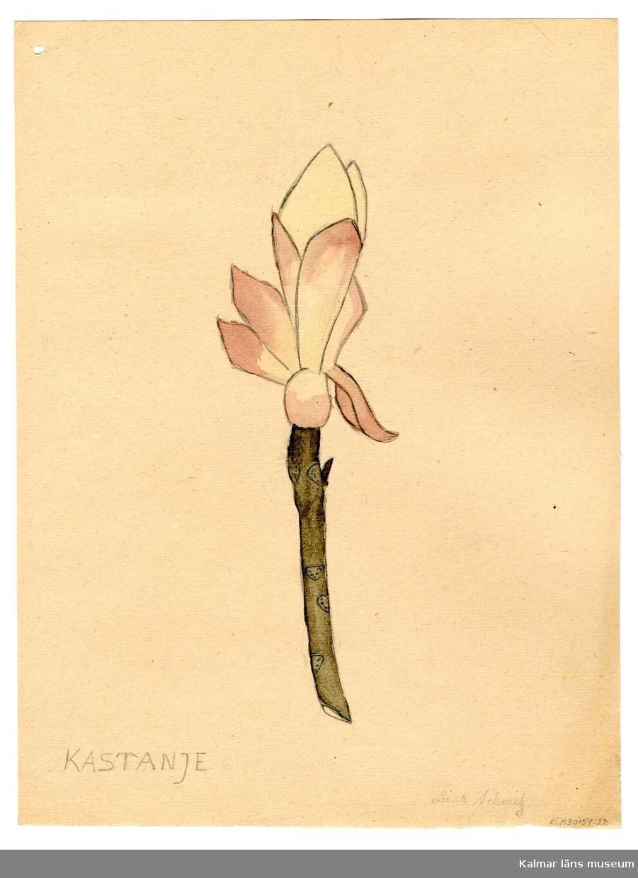 En kvist med blomma av kastanj. Skiss av blommor i vas eller kruka på baksidan.
