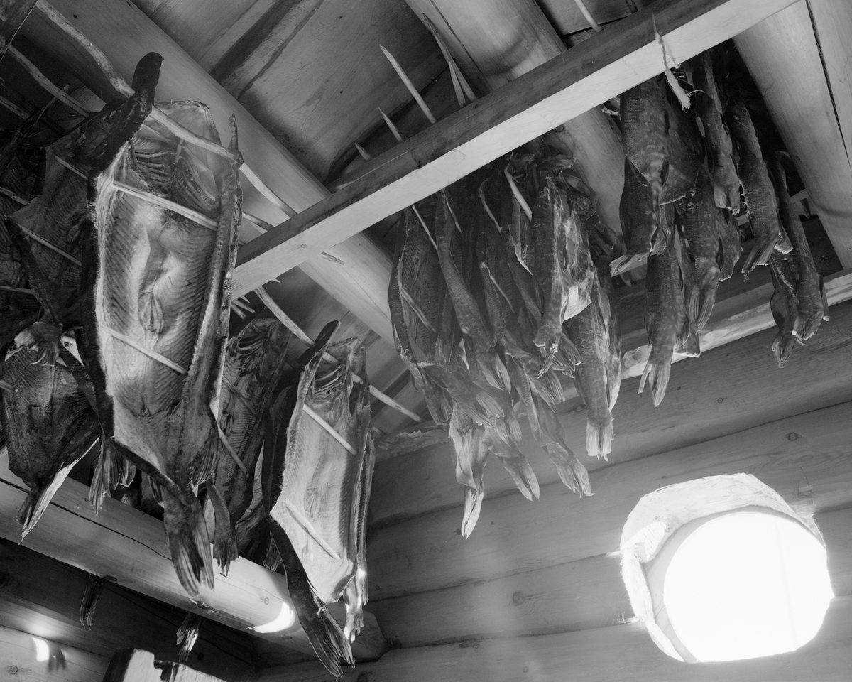 Forråd av tørket gjedde, fotografert på stabburet til Joseph Bakken (1898-1989) på gardsbruket Siksjølia i Tufsingdalen, i Os kommune i Nord-Østerdalen. Joseph Bakken var en ivrig gjeddefisker. Han fortalte de medarbeiderne fra Norsk Skogbruksmuseum som dokumenterte dette fisket at han kunne fiske fra 100 til 300 kilo gjedde hver sesong. Dette var naturligvis langt mer enn Joseph og familien hans kunne konsumere mens den ennå var fersk. Følgelig måtte en betydelig del av fangsten konserveres med sikte på at de skulle spises seinere. Den tradisjonelle måten å gjøre dette på var å salte og tørke fisken. Gjedda ble straks maget da den var hentet i land. Deretter ble fisken saltet et par døgn, før den var klar for tørking. Den fikk en lang opphengspinne stukket gjennom øyeåpningene, og det ble innsatt et par kortere pinner på tvers, slik at de holdt magen åpen. Slik skulle fisken henge i sol og kjølig vårvind et par ukers tid, inntil det dannet seg ei hinne i den ytre delen av fiskekjøttet. Dermed var fisken klar for langtidslagring i et svalt miljø i stabburet på garden, stadig med de nevnte pinnene gjennom øyeåpningene og i bukhulen. Slik kunne den tørkete gjedda henge i måneder og år, uten at det gikk ut over kvaliteten. At fisken ikke ble harsk, skyldes at gjeddekjøttet er forholdsvis magert. Det var naturligvis også en fordel at det var forholdsvis kjølig og lite insektliv i Tufsingdalen i den innledende tørkefasen.