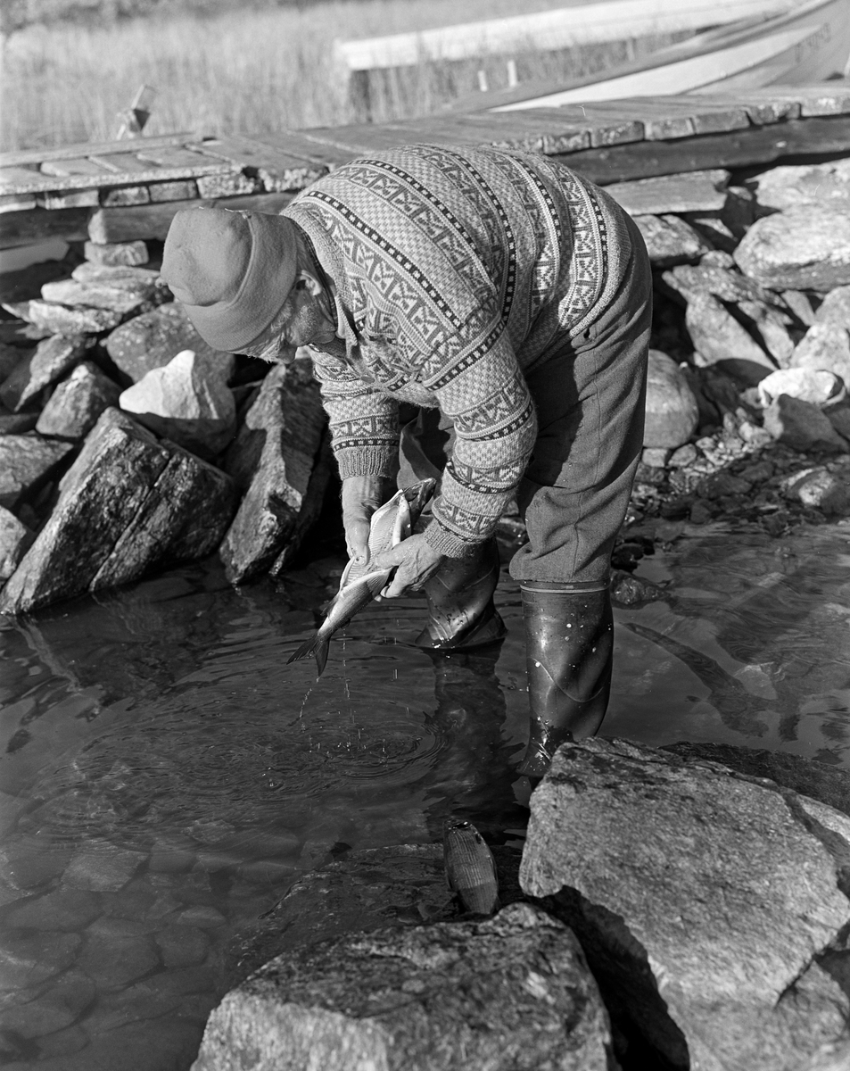 Tufsingdølen Joseph Bakken (1898-1989) skyller en fisk han nettopp hadde maget og renset i vannet utenfor Jotbua, ei fiskebu som lå sør for Kløvstensodden på innsjøen Femunds vestside. Denne lokaliteten ligger i Os kommune i Hedmark. Når siken seinhøstes gikk inn på grunnene langs land for å gyte brukte Joseph og kameraten Jo Bakken å sette garn langs stendene sør før den nevnte odden. Under dette fisket holdt de til i Jotbua. Garna ble trukket opp i en båt, lagt i trekassser og fraktet til dette stedet, hvor de ble båret i land. Så kunne Joseph og Jo ta fatt på det arbeidet det innebar å plukke fangsten at av garna, greie og skylle dem slik at de kunne henges til tørk, og rense og vaske fisken. Dette fotografiet ble tatt høsten 1978.