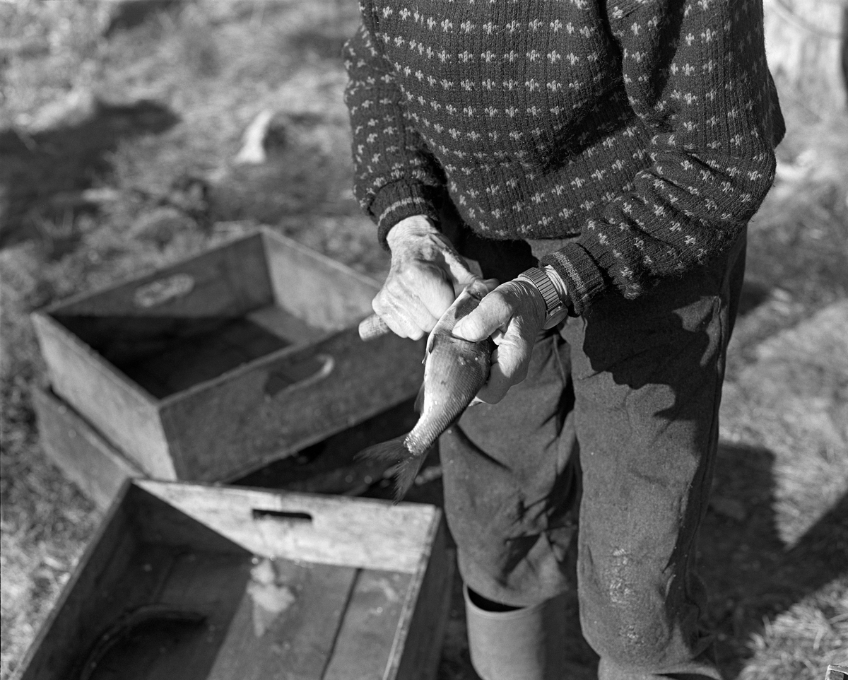 Jo (John E.) Bakken renser sik utenfor Jotbua, ei fiskebu som ble brukt under garnfiske etter sik sør for Kløvstenodden på Femundens vestside, Os, Hedmark. Sikfiske i innsjøen Femunden.