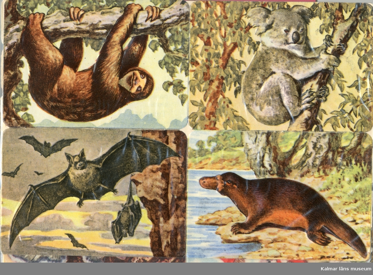 Sengångare, Koala, Fladdermus och Näbbdjur.