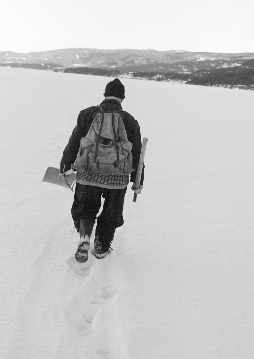 Yrkesfiskeren Paul Stensæter (1900-1982), fotografert mens han gikk utover isen på Steinsfjorden, en sidearm til Tyrifjorden på Ringerike (Hole kommune), for å fiske med garn. Fiskeren er fotografert bakfra. Stensæter gikk på en rettlinjet sti han hadde tråkket opp ut til de hullene i isen der han hadde garn stående i en lengre periode. Han hadde ryggsekk til fangsten på ryggen. I hendene bar han spade og isbil. Disse redskapene trengte Stensæter når han skulle fjerne snø og is fra de hullene han trakk garna fra.

I 1970-åra var etnologen Åsmund Eknæs fra Norsk Skogbruksmuseum flere ganger på besøk hos Paul Stensæter for å observere ham i aktivitet som fisker og intervjue ham om denne virksomheten. Eknæs oppsummerte det han fikk se og høre om garnfisket under isen på Steinsfjorden slik:

«Sikfiske med garn. Dette fisket foregikk på to steder, i åpent vann ute i Tyrifjorden og under isen i Steinsfjorden. Tyrifjorden er ofte åpen langt utover vinteren og det hender at den ikke legger seg i det hele tatt. De dro da i båt over fra Steinsfjorden og satte garn på ganske store dyp, 20-40 favner. Når det ble fisket for fullt ble det brukt 20 garn. 10 sto ute mens de øvrige var hjemme til tørking.

Garnfisket under isen i Steinsfjorden begynner så fort isen legger seg om høsten, fordi tynn og gjennomsiktig is er en fordel når garna skal settes ut første gang. Å sette ut garn under isen kaller Paul for øvrig «å høgge ut garna». Dette krever en spesiell teknikk. Er isen gjennomsiktig, foregår det på følgende måte: To hull hogges med så lang avstand som lengda på garnet. Ei rett granstang på 7-8 m stikkes ned i det ene hullet med den tynneste enden først. I den tykkeste enden er det et hull hvor det blir festet ei snor. Stanga blir nå skjøvet i full fart mot det andre hullet. En viktig detalj ved denne stanga er at den skal være nyhogget. Da ligger den dypere i vannet og skubber mindre mot isen. Stanga går ikke helt fram til det andre hullet. Der den stopper blir det hogget et mindre hull og den skyves videre ved hjelp av en kjepp med ei kløft i enden. Når snora er brakt fram på denne måten, er det en enkel sak å trekke garnet under isen. 

Men er isen ugjennomsiktig, slik at det er umulig å se stanga, må Paul gjøre det på en annen måte. Da finner han ei lang stang med god krumming på. Så hogger han hull så tett at stanga kan stikkes ned i det ene og komme opp igjen gjennom det neste.

Garnet er nå på plass under isen og står på bunnen på 5-10 favners dyp. Fra hver ende av garnet går det ei tynn snor opp til hullet i isen. Snorene går ikke opp gjennom hullet, men er festet litt ved siden. Dette er gjort for å hindre at han hogger dem av når is som har dannet seg i hullet skal fjernes.

Dagens nylongarn tåler å stå ute hele vinteren. Tidligere, da lin og bomull var mest brukt, var det nødvendig å ta garna opp og tørke dem. Av de 20-40 garn som Paul brukte, var halvparten til tørk.

Ettersynet, som gjerne foregår annenhver dag, begynner med at han får tak i snorene fra garnet ved å stikke en pinne med krok på innunder isen. I den borteste enden løsner han garnsnora og fester isteden ei lang nylonsnor til garnet. Tidligere brukte han snor av tvunnet hestetagl. Snora er så lang at den også rekker bort til der han står oppå isen. Ved trekkinga tar han ut fisken etter hvert. Når hele garnet er trukket, blir han stående på samme sted, tar tak i snora og drar garnet ut igjen samtidig som han passer på at det går ordentlig.

I sterk kulde vil det våte garnet fryse til en klump og være umulig å sette igjen. For å hindre dette hogger han ei grop i isen bak hullet og fyller denne med vann. Etter hvert som han trekker garnet putter ha det ned i gropa og det holder seg opptint til det skal settes igjen.

Når det blir mildvær og fare for at isen skal gå opp og komme i drift, må det tas spesielle forholdsregler for å hindre at garna blir dratt med isflak og forsvinner. Paul binder i slike tilfelle inn en bit snelletråd i den snora som går fra isen og ned til garnet. Kommer isen i drift, vil snelletråden ryke, og garnet blir stående igjen på samme sted. Det er da en forholdsvis enkel sak å sokne etter det.

Garnfisket ga jevne tilførsler av sik gjennom det meste av vinteren. Vintersiken i Steinsfjorden er noe mindre enn høstsiken. Det går omkring 4 på kiloen, mot 3 om høsten. Fangstene varierer fra noen få til 25-30 pr. garn. Med 10 garn ute vil han kunne få opptil 200-300 sik eller 50-70 kilo. Men da blir garnene trukket bare annenhver dag.»
