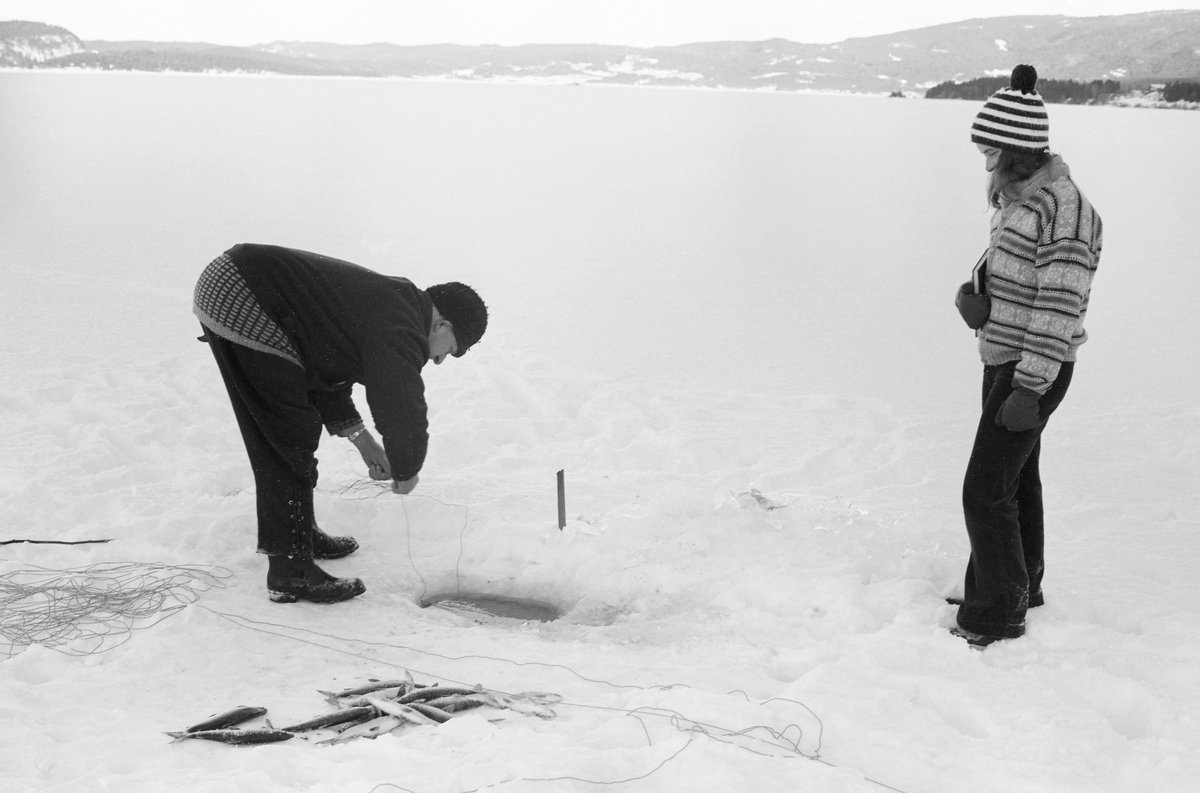 Yrkesfiskeren Paul Stensæter (1900-1982), fotografert ved et av de hullene i isen på Steinsfjorden, en sidearm til Tyrifjorden på Ringerike, der han hadde satt garn under isen. Før dette fotografiet ble tatt hadde Stensæter trukket garnet opp på isen og tatt ut den fisken som hadde gått i masken. Fangsten lå på dette tidspunktet i snøen ved sida av fiskehullet. Så hadde Stensæter trukket garnet tilbake under isen ved hjelp av ei snor som var festet i enden av garnets overtelne, via et hull i isen som var hogd i isen, om lag en garnlengde fra det hullet vi ser her. Trekksnora lå i snøen, på tvers av bildets forgrunn. Den unge kvinna som betraktet Stensæter fra en posisjon til høyre i forgrunnen var antakelig Gunhild Dæhli, som var gift med museumsmannen som tok dette fotografiet.

I 1970-åra var etnologen Åsmund Eknæs fra Norsk Skogbruksmuseum flere ganger på besøk hos Paul Stensæter for å observere ham i aktivitet som fisker og intervjue ham om denne virksomheten. Eknæs oppsummerte det han fikk se og høre  om garnfisket under isen på Steinsfjorden slik:

«Sikfiske med garn. Dette fisket foregikk på to steder, i åpent vann ute i Tyrifjorden og under isen i Steinsfjorden. Tyrifjorden er ofte åpen langt utover vinteren og det hender at den ikke legger seg i det hele tatt. De dro da i båt over fra Steinsfjorden og satte garn på ganske store dyp, 20-40 favner. Når det ble fisket for fullt ble det brukt 20 garn. 10 sto ute mens de øvrige var hjemme til tørking.

Garnfisket under isen i Steinsfjorden begynner så fort isen legger seg om høsten, fordi tynn og gjennomsiktig is er en fordel når garna skal settes ut første gang. Å sette ut garn under isen kaller Paul for øvrig «å høgge ut garna». Dette krever en spesiell teknikk. Er isen gjennomsiktig, foregår det på følgende måte: To hull hogges med så lang avstand som lengda på garnet. Ei rett granstang på 7-8 m stikkes ned i det ene hullet med den tynneste enden først. I den tykkeste enden er det et hull hvor det blir festet ei snor. Stanga blir nå skjøvet i full fart mot det andre hullet. En viktig detalj ved denne stanga er at den skal være nyhogget. Da ligger den dypere i vannet og skubber mindre mot isen. Stanga går ikke helt fram til det andre hullet. Der den stopper blir det hogget et mindre hull og den skyves videre ved hjelp av en kjepp med ei kløft i enden. Når snora er brakt fram på denne måten, er det en enkel sak å trekke garnet under isen. 

Men er isen ugjennomsiktig, slik at det er umulig å se stanga, må Paul gjøre det på en annen måte. Da finner han ei lang stang med god krumming på. Så hogger han hull så tett at stanga kan stikkes ned i det ene og komme opp igjen gjennom det neste.

Garnet er nå på plass under isen og står på bunnen på 5-10 favners dyp. Fra hver ende av garnet går det ei tynn snor opp til hullet i isen. Snorene går ikke opp gjennom hullet, men er festet litt ved siden. Dette er gjort for å hindre at han hogger dem av når is som har dannet seg i hullet skal fjernes.

Dagens nylongarn tåler å stå ute hele vinteren. Tidligere, da lin og bomull var mest brukt, var det nødvendig å ta garna opp og tørke dem. Av de 20-40 garn som Paul brukte, var halvparten til tørk.

Ettersynet, som gjerne foregår annenhver dag, begynner med at han får tak i snorene fra garnet ved å stikke en pinne med krok på innunder isen. I den borteste enden løsner han garnsnora og fester isteden ei lang nylonsnor til garnet. Tidligere brukte han snor av tvunnet hestetagl. Snora er så lang at den også rekker bort til der han står oppå isen. Ved trekkinga tar han ut fisken etter hvert. Når hele garnet er trukket, blir han stående på samme sted, tar tak i snora og drar garnet ut igjen samtidig som han passer på at det går ordentlig.

I sterk kulde vil det våte garnet fryse til en klump og være umulig å sette igjen. For å hindre dette hogger han ei grop i isen bak hullet og fyller denne med vann. Etter hvert som han trekker garnet putter ha det ned i gropa og det holder seg opptint til det skal settes igjen.

Når det blir mildvær og fare for at isen skal gå opp og komme i drift, må det tas spesielle forholdsregler for å hindre at garna blir dratt med isflak og forsvinner. Paul binder i slike tilfelle inn en bit snelletråd i den snora som går fra isen og ned til garnet. Kommer isen i drift, vil snelletråden ryke, og garnet blir stående igjen på samme sted. Det er da en forholdsvis enkel sak å sokne etter det.

Garnfisket ga jevne tilførsler av sik gjennom det meste av vinteren. Vintersiken i Steinsfjorden er noe mindre enn høstsiken. Det går omkring 4 på kiloen, mot 3 om høsten. Fangstene varierer fra noen få til 25-30 pr. garn. Med 10 garn ute vil han kunne få opptil 200-300 sik eller 50-70 kilo. Men da blir garnene trukket bare annenhver dag.»
