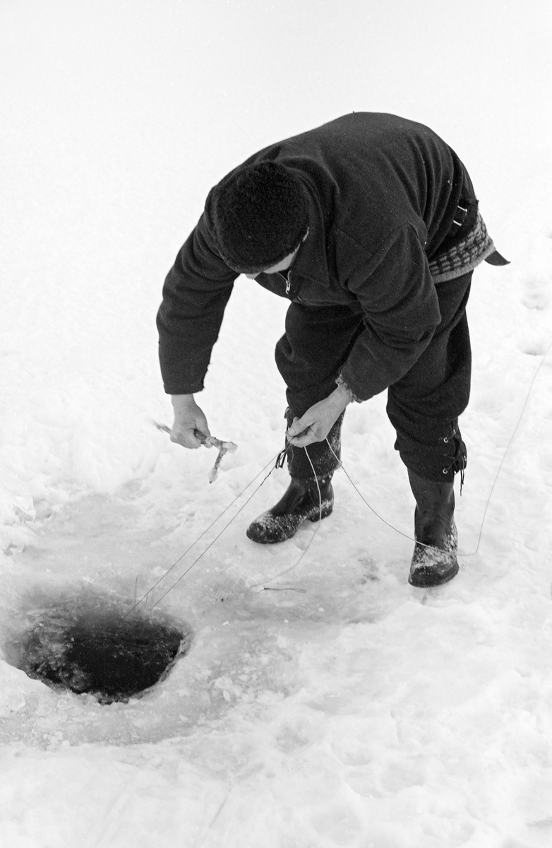 Yrkesfiskeren Paul Stensæter (1900-1982) fra Hole i Buskerud, fotografert mens han sto bøyd over et av hullene han hadde hogd i den snødekte isen på Steinsfjorden, en sidearm til Tyrifjorden på Ringerike. Da dette bildet ble tatt holdt Stensæter en pinne med en greinstubb, en krok, i ytterenden i den ene handa og ei snor i den andre. Pinnen med kroken hadde han sannsynligvis brukt til å «fange» overtelna på det garnet som sto under isen, eller kanskje ei snor som var bundet i denne, i det kalde vannet. Her gjorde han seg klar til å trekke garnet og ta ut den fisken som hadde gått i maskene i løpet av de to døgnene som hadde gått siden sist fiskeredskapen ble ettersett.  Garnfisket på Steinsfjorden vinterstid var først og fremst et sikfiske.

I 1970-åra var etnologen Åsmund Eknæs fra Norsk Skogbruksmuseum flere ganger på besøk hos Paul Stensæter for å observere ham i aktivitet som fisker og intervjue ham om denne virksomheten. Eknæs oppsummerte det han fikk se og høre  om garnfisket under isen på Steinsfjorden slik:

«Sikfiske med garn. Dette fisket foregikk på to steder, i åpent vann ute i Tyrifjorden og under isen i Steinsfjorden. Tyrifjorden er ofte åpen langt utover vinteren og det hender at den ikke legger seg i det hele tatt. De dro da i båt over fra Steinsfjorden og satte garn på ganske store dyp, 20-40 favner. Når det ble fisket for fullt ble det brukt 20 garn. 10 sto ute mens de øvrige var hjemme til tørking.

Garnfisket under isen i Steinsfjorden begynner så fort isen legger seg om høsten, fordi tynn og gjennomsiktig is er en fordel når garna skal settes ut første gang. Å sette ut garn under isen kaller Paul for øvrig «å høgge ut garna». Dette krever en spesiell teknikk. Er isen gjennomsiktig, foregår det på følgende måte: To hull hogges med så lang avstand som lengda på garnet. Ei rett granstang på 7-8 m stikkes ned i det ene hullet med den tynneste enden først. I den tykkeste enden er det et hull hvor det blir festet ei snor. Stanga blir nå skjøvet i full fart mot det andre hullet. En viktig detalj ved denne stanga er at den skal være nyhogget. Da ligger den dypere i vannet og skubber mindre mot isen. Stanga går ikke helt fram til det andre hullet. Der den stopper blir det hogget et mindre hull og den skyves videre ved hjelp av en kjepp med ei kløft i enden. Når snora er brakt fram på denne måten, er det en enkel sak å trekke garnet under isen. 

Men er isen ugjennomsiktig, slik at det er umulig å se stanga, må Paul gjøre det på en annen måte. Da finner han ei lang stang med god krumming på. Så hogger han hull så tett at stanga kan stikkes ned i det ene og komme opp igjen gjennom det neste.

Garnet er nå på plass under isen og står på bunnen på 5-10 favners dyp. Fra hver ende av garnet går det ei tynn snor opp til hullet i isen. Snorene går ikke opp gjennom hullet, men er festet litt ved siden. Dette er gjort for å hindre at han hogger dem av når is som har dannet seg i hullet skal fjernes.

Dagens nylongarn tåler å stå ute hele vinteren. Tidligere, da lin og bomull var mest brukt, var det nødvendig å ta garna opp og tørke dem. Av de 20-40 garn som Paul brukte, var halvparten til tørk.

Ettersynet, som gjerne foregår annenhver dag, begynner med at han får tak i snorene fra garnet ved å stikke en pinne med krok på innunder isen. I den borteste enden løsner han garnsnora og fester isteden ei lang nylonsnor til garnet. Tidligere brukte han snor av tvunnet hestetagl. Snora er så lang at den også rekker bort til der han står oppå isen. Ved trekkinga tar han ut fisken etter hvert. Når hele garnet er trukket, blir han stående på samme sted, tar tak i snora og drar garnet ut igjen samtidig som han passer på at det går ordentlig.

I sterk kulde vil det våte garnet fryse til en klump og være umulig å sette igjen. For å hindre dette hogger han ei grop i isen bak hullet og fyller denne med vann. Etter hvert som han trekker garnet putter ha det ned i gropa og det holder seg opptint til det skal settes igjen.

Når det blir mildvær og fare for at isen skal gå opp og komme i drift, må det tas spesielle forholdsregler for å hindre at garna blir dratt med isflak og forsvinner. Paul binder i slike tilfelle inn en bit snelletråd i den snora som går fra isen og ned til garnet. Kommer isen i drift, vil snelletråden ryke, og garnet blir stående igjen på samme sted. Det er da en forholdsvis enkel sak å sokne etter det.

Garnfisket ga jevne tilførsler av sik gjennom det meste av vinteren. Vintersiken i Steinsfjorden er noe mindre enn høstsiken. Det går omkring 4 på kiloen, mot 3 om høsten. Fangstene varierer fra noen få til 25-30 pr. garn. Med 10 garn ute vil han kunne få opptil 200-300 sik eller 50-70 kilo. Men da blir garnene trukket bare annenhver dag.»