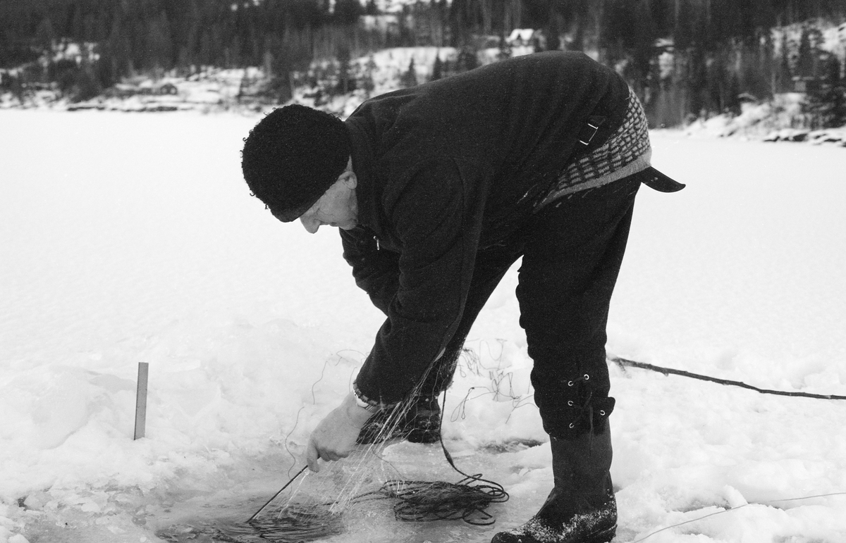 Yrkesfiskeren Paul Stensæter (1900-1982) fra Hole kommune i Buskerud, fotografert mens han sto bøyd over et hull han hadde hogd for å kunne drive garnfiske under isen på Steinsfjorden, en sidearm til Tyrifjorden på Ringerike. Da dette fotografiet ble tatt var Stensæter i ferd med å trekke et av garna han hadde hatt stående under isen. Garnfisket i Steinsfjorden vinterstid var først og fremst et sikfiske. Dette fotografiet ble tatt vinteren 1973.

I 1970-åra var etnologen Åsmund Eknæs fra Norsk Skogbruksmuseum flere ganger på besøk hos Paul Stensæter for å observere ham i aktivitet som fisker og intervjue ham om denne virksomheten. Eknæs oppsummerte det han fikk se og høre om garnfisket under isen på Steinsfjorden slik:

«Sikfiske med garn. Dette fisket foregikk på to steder, i åpent vann ute i Tyrifjorden og under isen i Steinsfjorden. Tyrifjorden er ofte åpen langt utover vinteren og det hender at den ikke legger seg i det hele tatt. De dro da i båt over fra Steinsfjorden og satte garn på ganske store dyp, 20-40 favner. Når det ble fisket for fullt ble det brukt 20 garn. 10 sto ute mens de øvrige var hjemme til tørking.

Garnfisket under isen i Steinsfjorden begynner så fort isen legger seg om høsten, fordi tynn og gjennomsiktig is er en fordel når garna skal settes ut første gang. Å sette ut garn under isen kaller Paul for øvrig «å høgge ut garna». Dette krever en spesiell teknikk. Er isen gjennomsiktig, foregår det på følgende måte: To hull hogges med så lang avstand som lengda på garnet. Ei rett granstang på 7-8 m stikkes ned i det ene hullet med den tynneste enden først. I den tykkeste enden er det et hull hvor det blir festet ei snor. Stanga blir nå skjøvet i full fart mot det andre hullet. En viktig detalj ved denne stanga er at den skal være nyhogget. Da ligger den dypere i vannet og skubber mindre mot isen. Stanga går ikke helt fram til det andre hullet. Der den stopper blir det hogget et mindre hull og den skyves videre ved hjelp av en kjepp med ei kløft i enden. Når snora er brakt fram på denne måten, er det en enkel sak å trekke garnet under isen. 

Men er isen ugjennomsiktig, slik at det er umulig å se stanga, må Paul gjøre det på en annen måte. Da finner han ei lang stang med god krumming på. Så hogger han hull så tett at stanga kan stikkes ned i det ene og komme opp igjen gjennom det neste.

Garnet er nå på plass under isen og står på bunnen på 5-10 favners dyp. Fra hver ende av garnet går det ei tynn snor opp til hullet i isen. Snorene går ikke opp gjennom hullet, men er festet litt ved siden. Dette er gjort for å hindre at han hogger dem av når is som har dannet seg i hullet skal fjernes.

Dagens nylongarn tåler å stå ute hele vinteren. Tidligere, da lin og bomull var mest brukt, var det nødvendig å ta garna opp og tørke dem. Av de 20-40 garn som Paul brukte, var halvparten til tørk.

Ettersynet, som gjerne foregår annenhver dag, begynner med at han får tak i snorene fra garnet ved å stikke en pinne med krok på innunder isen. I den borteste enden løsner han garnsnora og fester isteden ei lang nylonsnor til garnet. Tidligere brukte han snor av tvunnet hestetagl. Snora er så lang at den også rekker bort til der han står oppå isen. Ved trekkinga tar han ut fisken etter hvert. Når hele garnet er trukket, blir han stående på samme sted, tar tak i snora og drar garnet ut igjen samtidig som han passer på at det går ordentlig.

I sterk kulde vil det våte garnet fryse til en klump og være umulig å sette igjen. For å hindre dette hogger han ei grop i isen bak hullet og fyller denne med vann. Etter hvert som han trekker garnet putter ha det ned i gropa og det holder seg opptint til det skal settes igjen.

Når det blir mildvær og fare for at isen skal gå opp og komme i drift, må det tas spesielle forholdsregler for å hindre at garna blir dratt med isflak og forsvinner. Paul binder i slike tilfelle inn en bit snelletråd i den snora som går fra isen og ned til garnet. Kommer isen i drift, vil snelletråden ryke, og garnet blir stående igjen på samme sted. Det er da en forholdsvis enkel sak å sokne etter det.

Garnfisket ga jevne tilførsler av sik gjennom det meste av vinteren. Vintersiken i Steinsfjorden er noe mindre enn høstsiken. Det går omkring 4 på kiloen, mot 3 om høsten. Fangstene varierer fra noen få til 25-30 pr. garn. Med 10 garn ute vil han kunne få opptil 200-300 sik eller 50-70 kilo. Men da blir garnene trukket bare annenhver dag.»