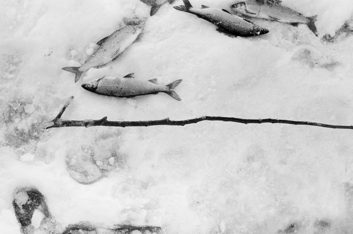 Detaljbilde fra den snødekte isen på Steinsfjorden, en sidearm til Tyrifjorden på Ringerike, der Paul Stensæter (1900-1982) drev næringsfiske, også vinterstid. Fiskeren satte garn under isen. Disse ble ettersett og tømt for fisk med to døgns mellomrom. Her lå det noen fisker - sik - som nettopp var tatt ut av et av garna i snøen. Vi ser også en pinne med ei greinkløft, en krok, i enden. Denne brukte Stensæter når han skulle hente overtelna på garnet, eller ei snor som var bundet i den, opp fra det kalde vannet under isen. Garnfisket i Steinsfjorden vinterstid var primært et sikfiske. Dette fotografiet ble tatt i 1973. 

I 1970-åra var etnologen Åsmund Eknæs fra Norsk Skogbruksmuseum flere ganger på besøk hos Paul Stensæter for å observere ham i aktivitet som fisker og intervjue ham om denne virksomheten. Eknæs oppsummerte det han fikk se og høre om garnfisket under isen på Steinsfjorden slik:

«Sikfiske med garn. Dette fisket foregikk på to steder, i åpent vann ute i Tyrifjorden og under isen i Steinsfjorden. Tyrifjorden er ofte åpen langt utover vinteren og det hender at den ikke legger seg i det hele tatt. De dro da i båt over fra Steinsfjorden og satte garn på ganske store dyp, 20-40 favner. Når det ble fisket for fullt ble det brukt 20 garn. 10 sto ute mens de øvrige var hjemme til tørking.

Garnfisket under isen i Steinsfjorden begynner så fort isen legger seg om høsten, fordi tynn og gjennomsiktig is er en fordel når garna skal settes ut første gang. Å sette ut garn under isen kaller Paul for øvrig «å høgge ut garna». Dette krever en spesiell teknikk. Er isen gjennomsiktig, foregår det på følgende måte: To hull hogges med så lang avstand som lengda på garnet. Ei rett granstang på 7-8 m stikkes ned i det ene hullet med den tynneste enden først. I den tykkeste enden er det et hull hvor det blir festet ei snor. Stanga blir nå skjøvet i full fart mot det andre hullet. En viktig detalj ved denne stanga er at den skal være nyhogget. Da ligger den dypere i vannet og skubber mindre mot isen. Stanga går ikke helt fram til det andre hullet. Der den stopper blir det hogget et mindre hull og den skyves videre ved hjelp av en kjepp med ei kløft i enden. Når snora er brakt fram på denne måten, er det en enkel sak å trekke garnet under isen. 

Men er isen ugjennomsiktig, slik at det er umulig å se stanga, må Paul gjøre det på en annen måte. Da finner han ei lang stang med god krumming på. Så hogger han hull så tett at stanga kan stikkes ned i det ene og komme opp igjen gjennom det neste.

Garnet er nå på plass under isen og står på bunnen på 5-10 favners dyp. Fra hver ende av garnet går det ei tynn snor opp til hullet i isen. Snorene går ikke opp gjennom hullet, men er festet litt ved siden. Dette er gjort for å hindre at han hogger dem av når is som har dannet seg i hullet skal fjernes.

Dagens nylongarn tåler å stå ute hele vinteren. Tidligere, da lin og bomull var mest brukt, var det nødvendig å ta garna opp og tørke dem. Av de 20-40 garn som Paul brukte, var halvparten til tørk.

Ettersynet, som gjerne foregår annenhver dag, begynner med at han får tak i snorene fra garnet ved å stikke en pinne med krok på innunder isen. I den borteste enden løsner han garnsnora og fester isteden ei lang nylonsnor til garnet. Tidligere brukte han snor av tvunnet hestetagl. Snora er så lang at den også rekker bort til der han står oppå isen. Ved trekkinga tar han ut fisken etter hvert. Når hele garnet er trukket, blir han stående på samme sted, tar tak i snora og drar garnet ut igjen samtidig som han passer på at det går ordentlig.

I sterk kulde vil det våte garnet fryse til en klump og være umulig å sette igjen. For å hindre dette hogger han ei grop i isen bak hullet og fyller denne med vann. Etter hvert som han trekker garnet putter ha det ned i gropa og det holder seg opptint til det skal settes igjen.

Når det blir mildvær og fare for at isen skal gå opp og komme i drift, må det tas spesielle forholdsregler for å hindre at garna blir dratt med isflak og forsvinner. Paul binder i slike tilfelle inn en bit snelletråd i den snora som går fra isen og ned til garnet. Kommer isen i drift, vil snelletråden ryke, og garnet blir stående igjen på samme sted. Det er da en forholdsvis enkel sak å sokne etter det.

Garnfisket ga jevne tilførsler av sik gjennom det meste av vinteren. Vintersiken i Steinsfjorden er noe mindre enn høstsiken. Det går omkring 4 på kiloen, mot 3 om høsten. Fangstene varierer fra noen få til 25-30 pr. garn. Med 10 garn ute vil han kunne få opptil 200-300 sik eller 50-70 kilo. Men da blir garnene trukket bare annenhver dag.»
