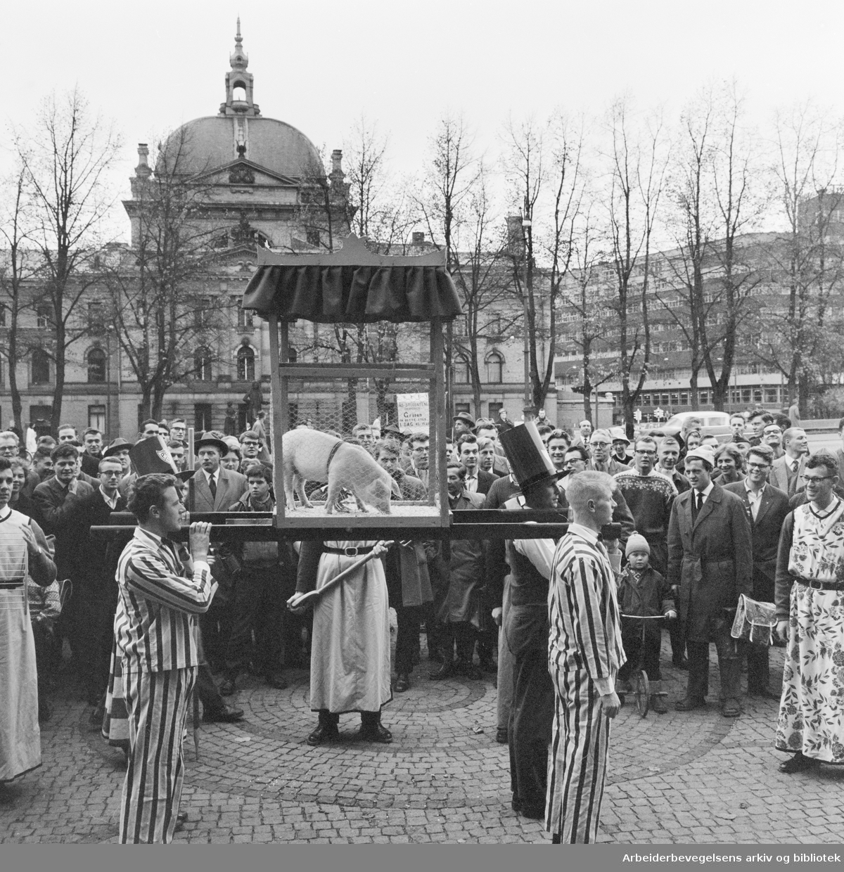 Studenter-Uka i Oslo 1960. Opptog fra Festningsplassen til Universitetsplassen. Studenter fra Landbrukshøyskolen på Ås har med seg en gris (Hans Majestet Grisen) til Oslo. 15. Oktober 1960.