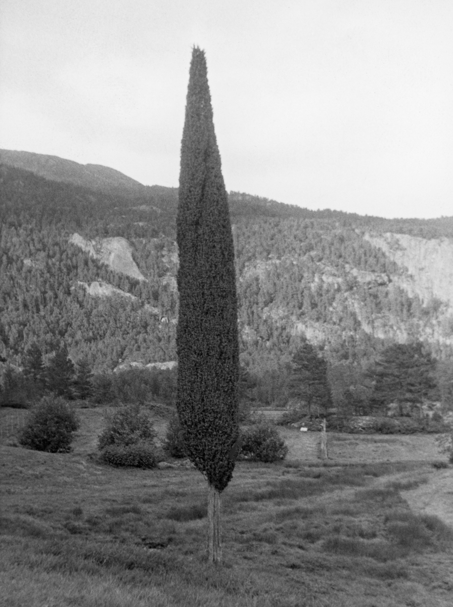 Einertre (Juniperus communis) i åpent, forholdsvis flatt lende, bratte fjellsider med furuskog i bakgrunnen.  Fotografiet er tatt i Vikdal i Sogn. Eineren i forgrunnen er uvanlig rettvokst og høg, cirka 10 meter. Fotografiet ble publisert i tidsskriftet Statsskog 1969 nr. 4, side 39, under tittelen "Norges vakreste einer?"