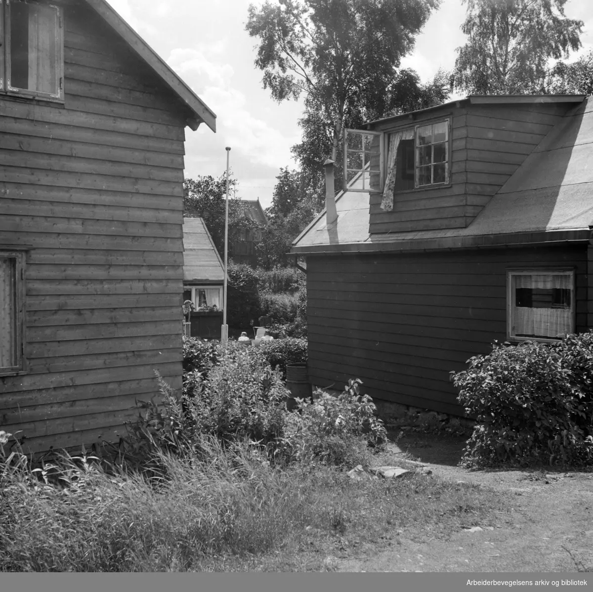 Hytteidyll på Lindøya. Ingen av hyttene er gjerdet inn. Juli 1953