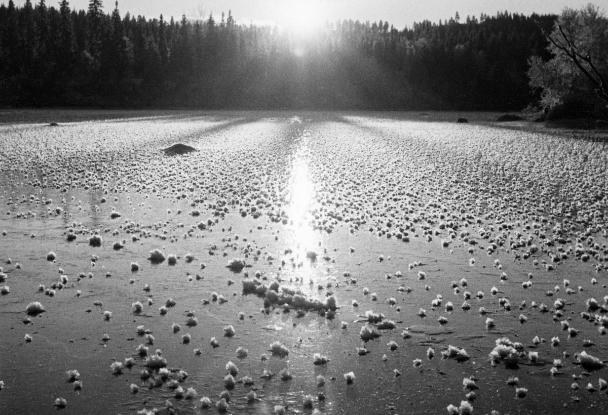 Vinterstemning.  Isflate med rim på oppstikkende siv, fotografert i motlys der sola delvis er skjult i bakenforliggende granskog. Foto: Nordnes.