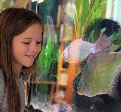 Foto av en jente som ser på fiskene i akvariet