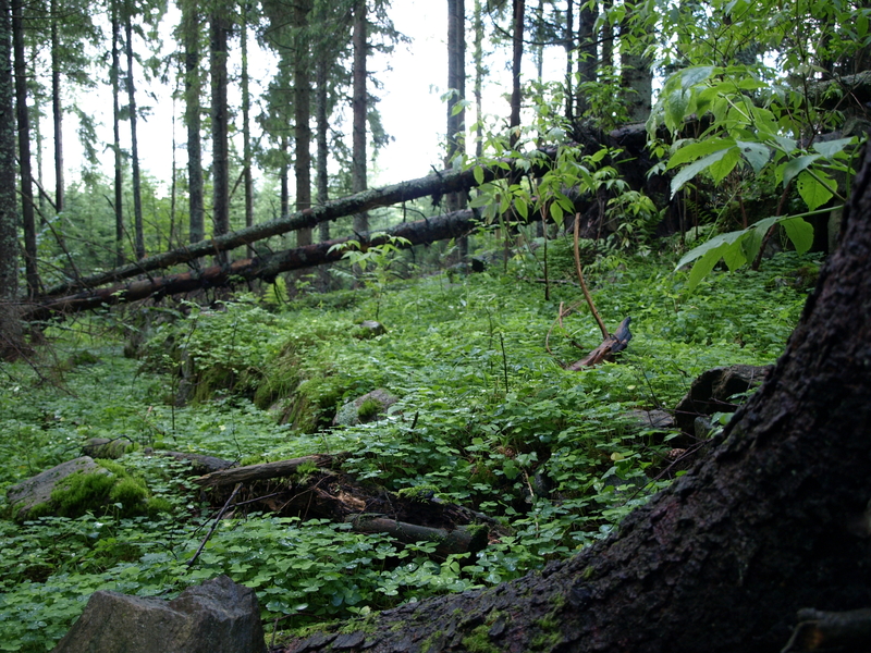 Svillene er til dels godt bevarte. Foto: Bodil Andersson, Østfoldmuseene - Halden historiske Samlinger. (2010)