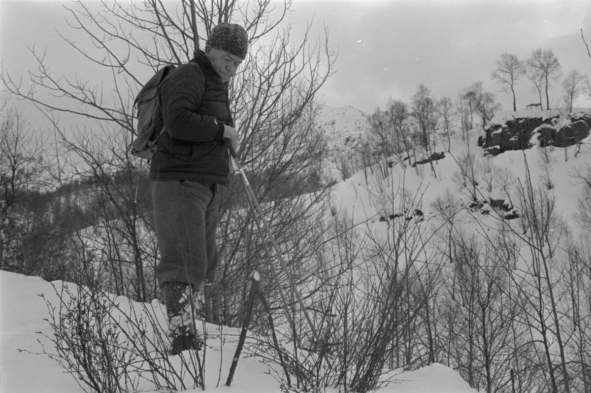Delbert Åsen med rypefelle, desember 1976.