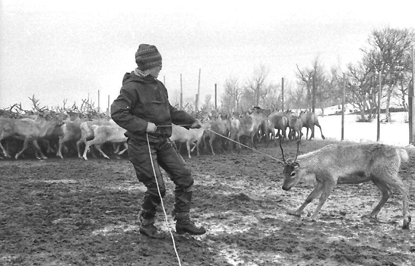 Etter Tsjernobyl-ulykka: Bequerellmåling av rein i Riast-Hyllingen reibeitedistrikt. 