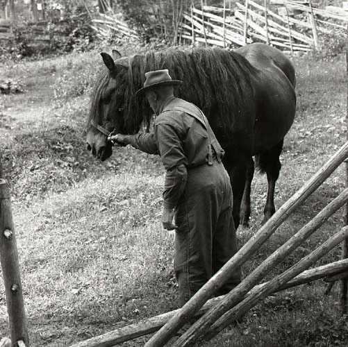 Före detta skidåkare, här i hagen med sin häst, Romö, Hålland 1959.