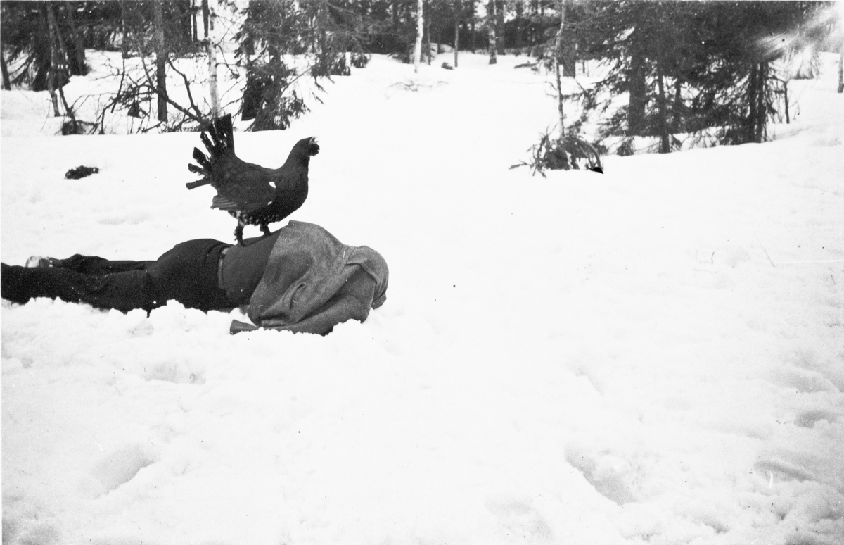 Kåre Bjerkmann med en tam tiur. Ved Sør-Bråtan, Nordbygda i Eggedal ca. 1953. 