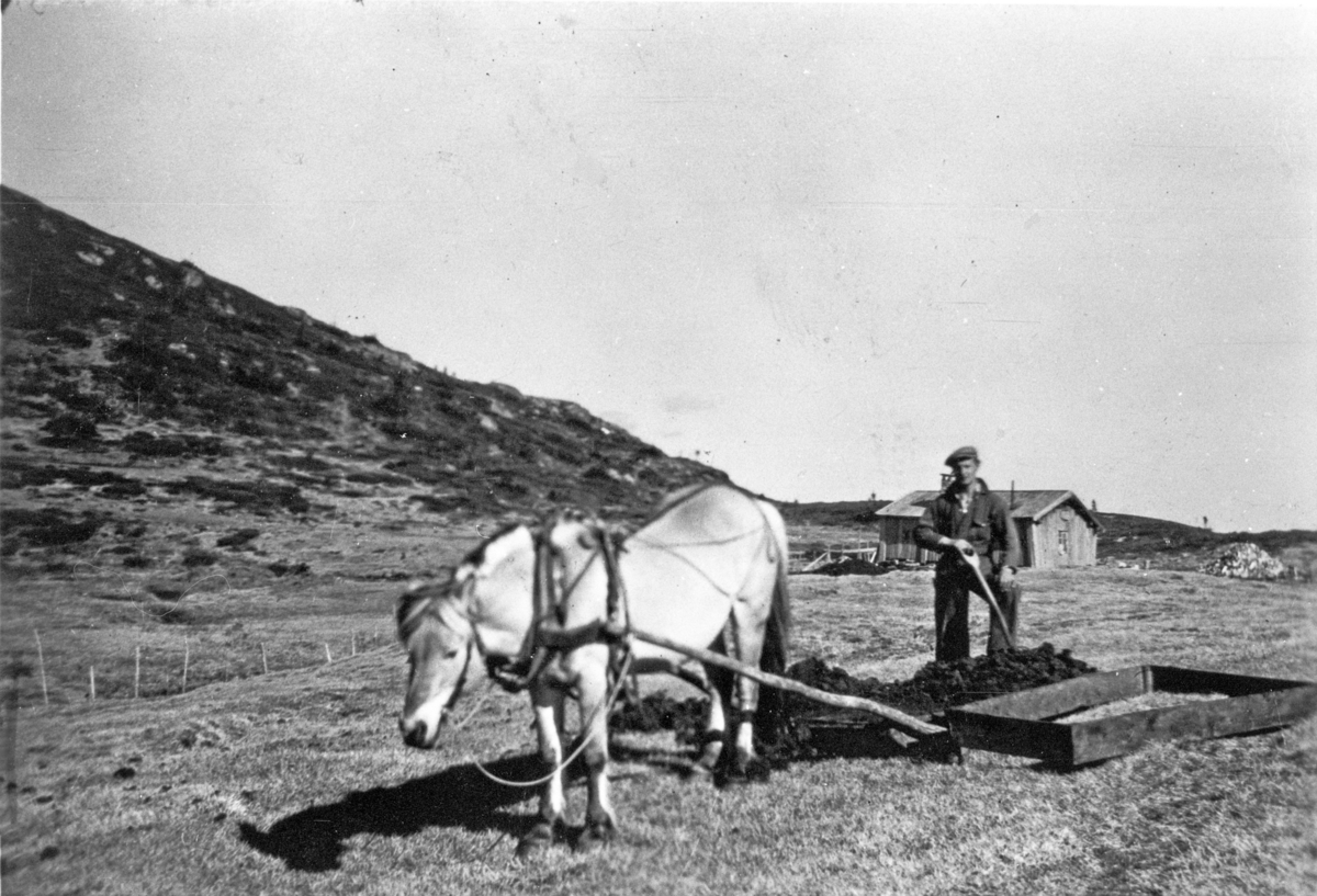 Gjødselkjøring med hest og slede på Tova på Eggedalsfjellet, ca.1950. Lars Vidvei med Blakken.