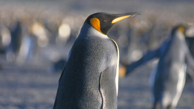 Bildet viser en grå pingvin med svart og oransje hode, med flere pingviner ute av fokus i bakgrunn.. Foto/Photo