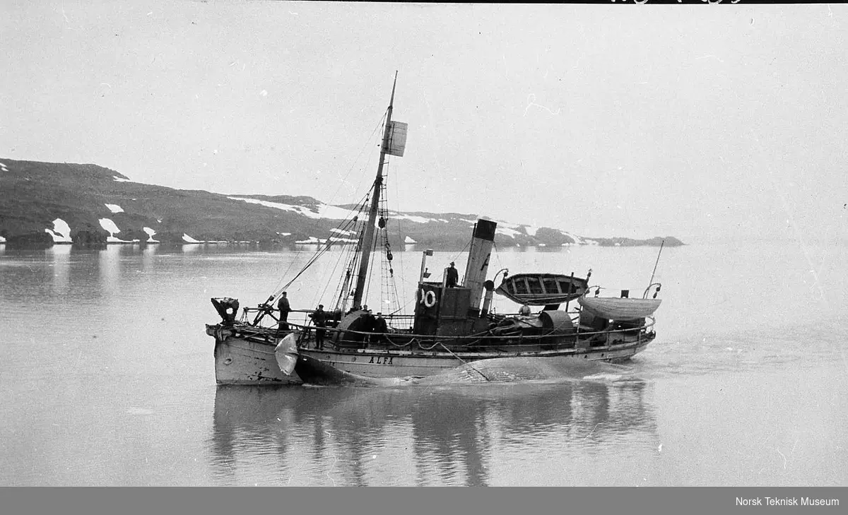 Hvalfangerbåten Alta i Safe Harbour, Spitsbergen med hval langs siden : telegrafidirektør Thomas Thomassen Heftyes (1860-1921) reise til Svalbard og Ingø i 1911