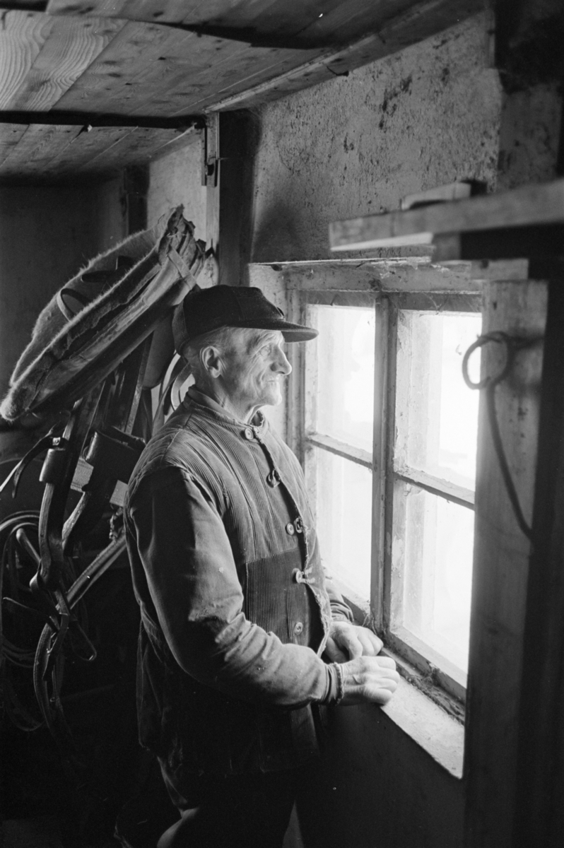 En mann ser ut av et vindu i en stall. I bakgrunnen henger seletøy på en knagg.