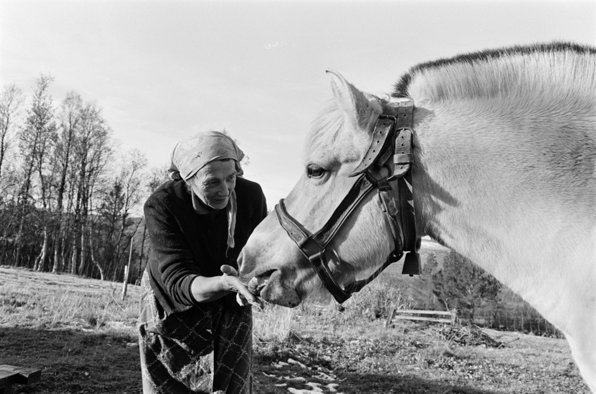 En kvinne steller med en hest og en hund på Røros.