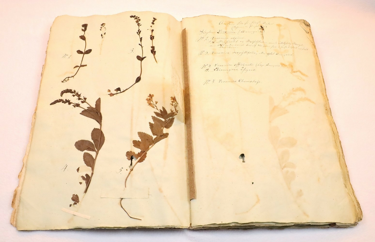 Plante nr. 2 frå Ivar Aasen sitt herbarium.  