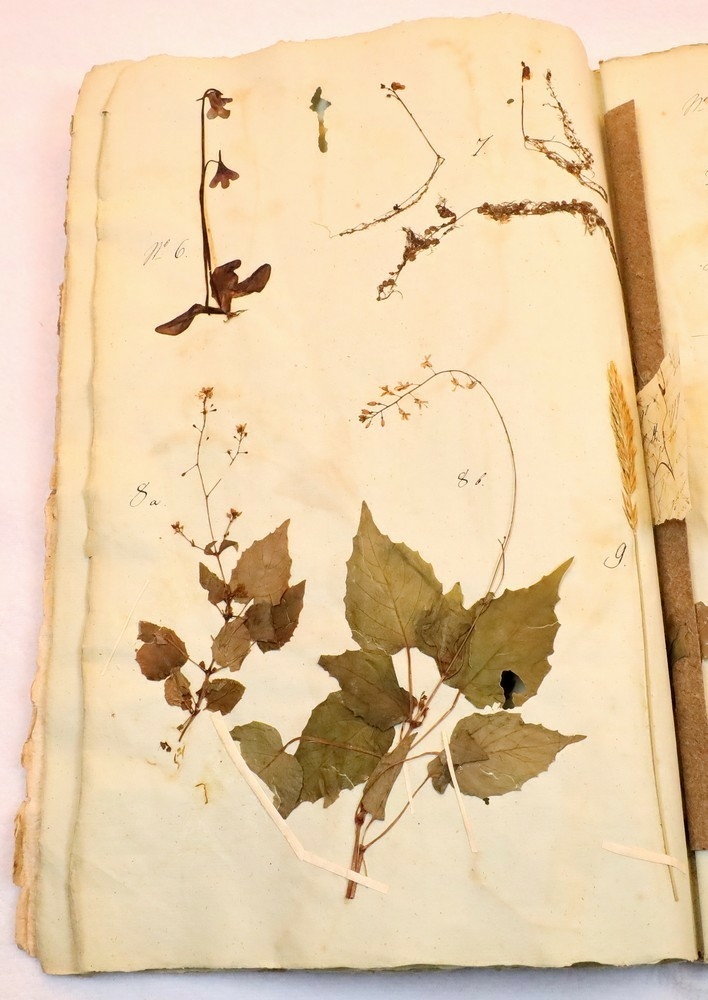 Plante nr. 7 frå Ivar Aasen sitt herbarium.  