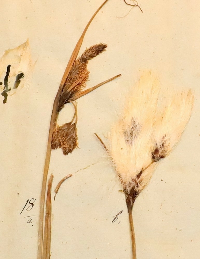 Plante nr. 18 frå Ivar Aasen sitt herbarium.  