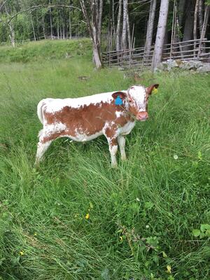 En søt kalv, brun og hvit. Står i grønt gress. Skålbergsætra.
