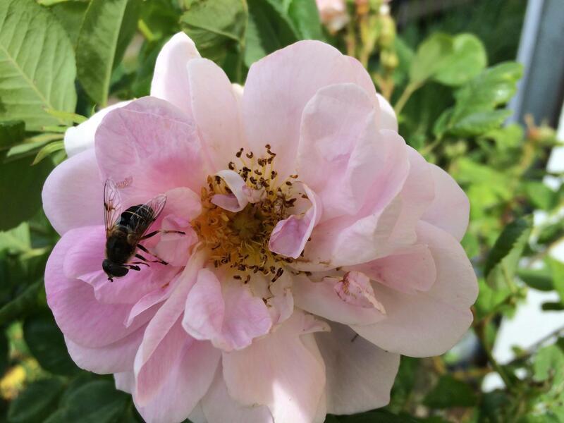 Rosa minette i hagen på Almenninga. Nærbilde av blomsten. En veps hviler på blomsten.