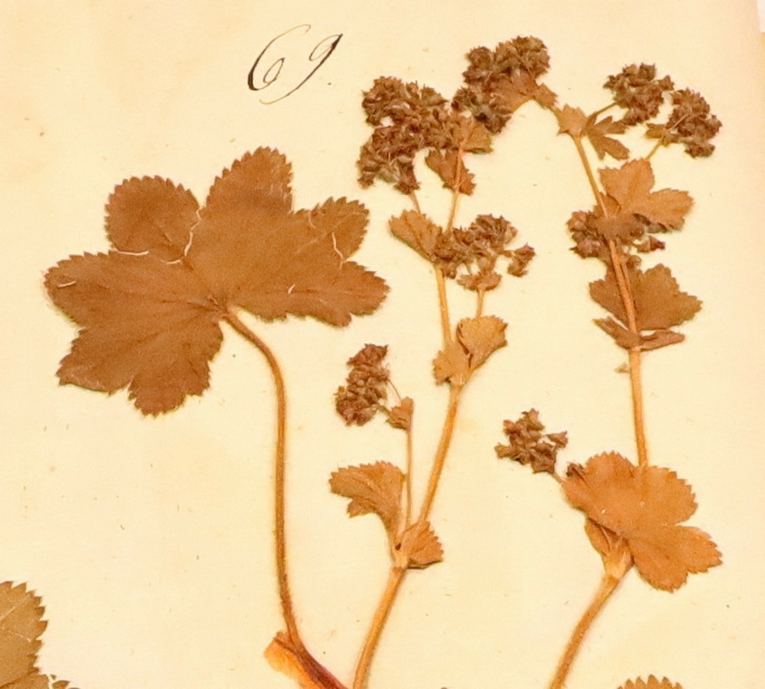 Plante nr. 69 frå Ivar Aasen sitt herbarium.  