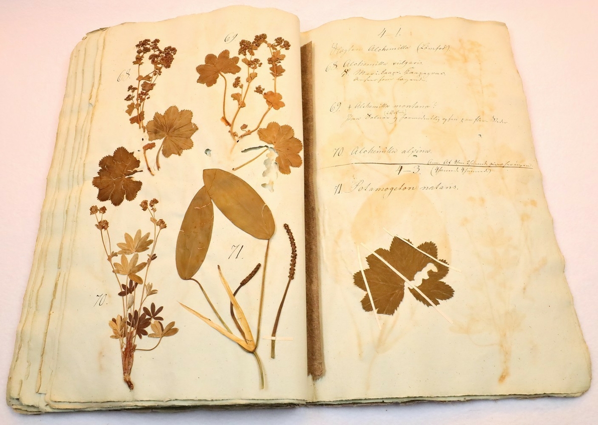 Plante nr. 68 frå Ivar Aasen sitt herbarium.  