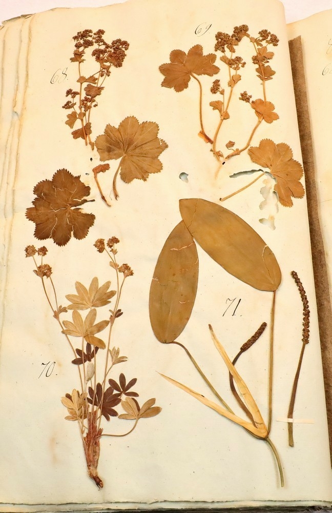 Plante nr. 71 frå Ivar Aasen sitt herbarium.  