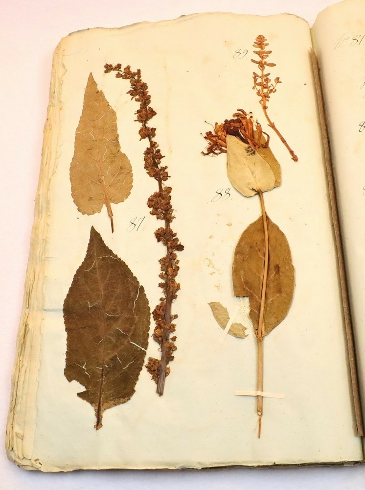 Plante nr. 88 frå Ivar Aasen sitt herbarium.  